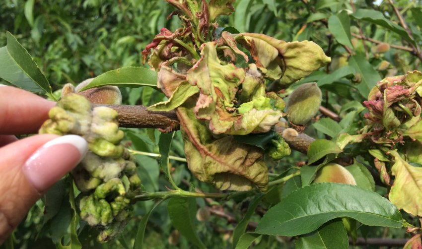 Кучерявість листя персика Кучерявість листя персика