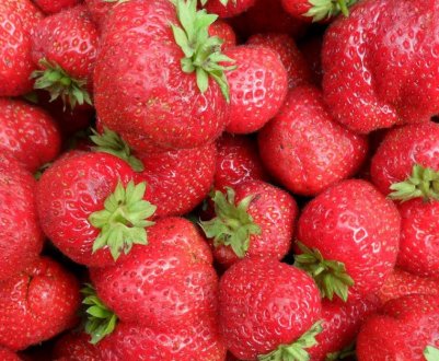 ТОП-10 кращих сортів полуниці в Сибіру та їх опис