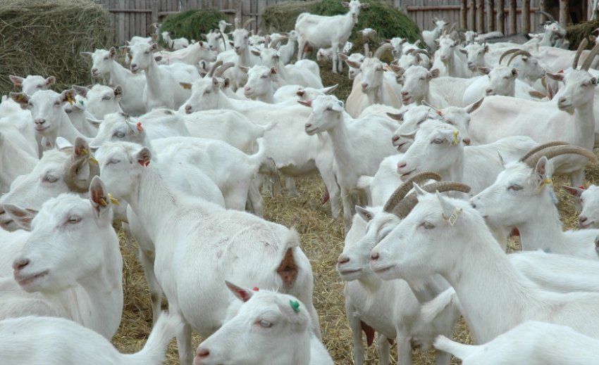 Російська порода кіз Російська порода кіз