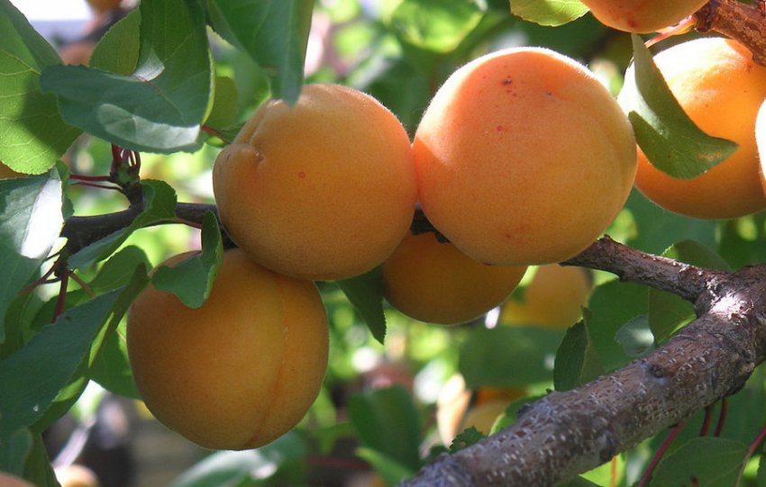 Абрикос Голд Річ