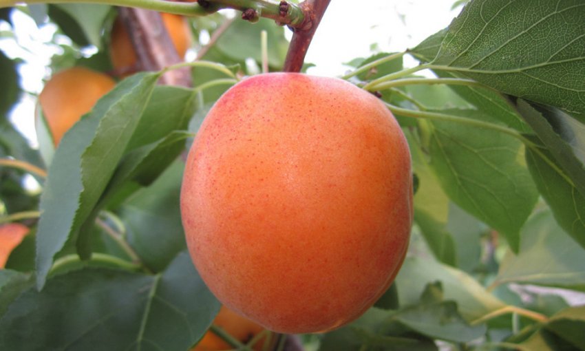 Абрикос Голд Річ