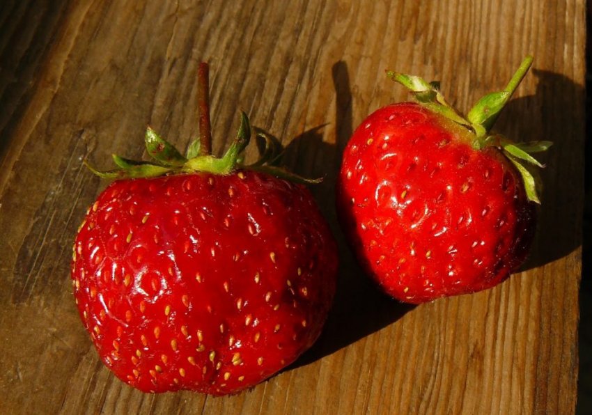 Полуниця сорту Даренка