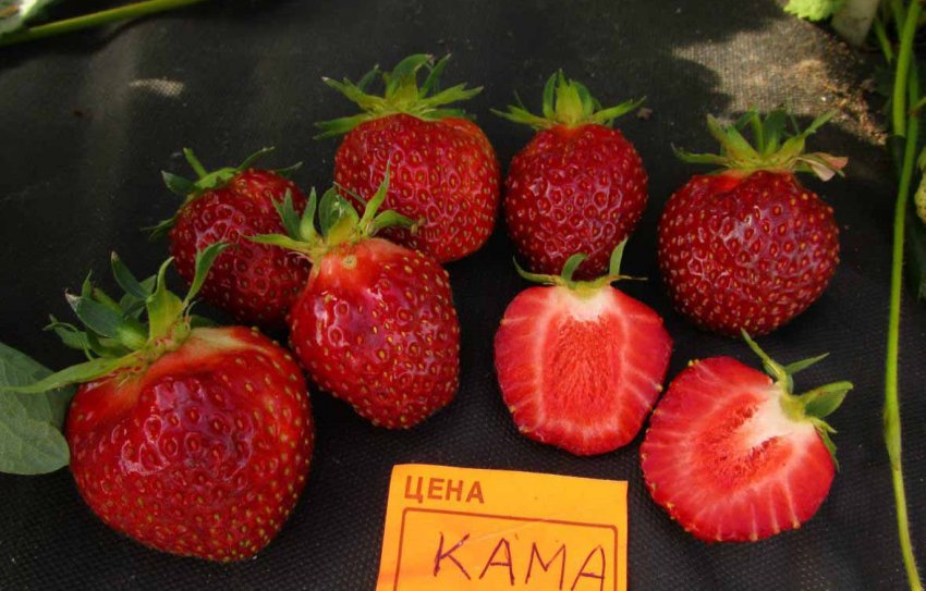 Полуниця Кама