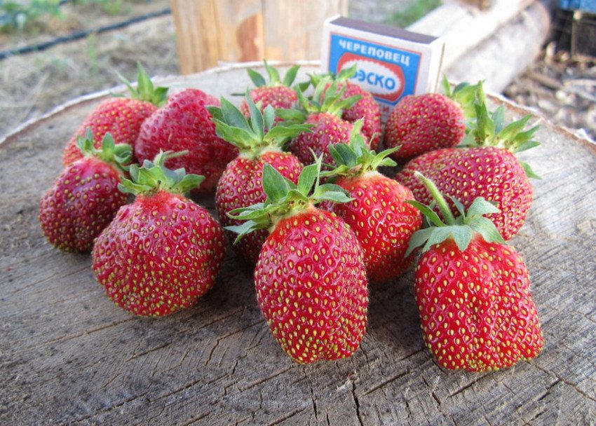 Полуниця Марышка