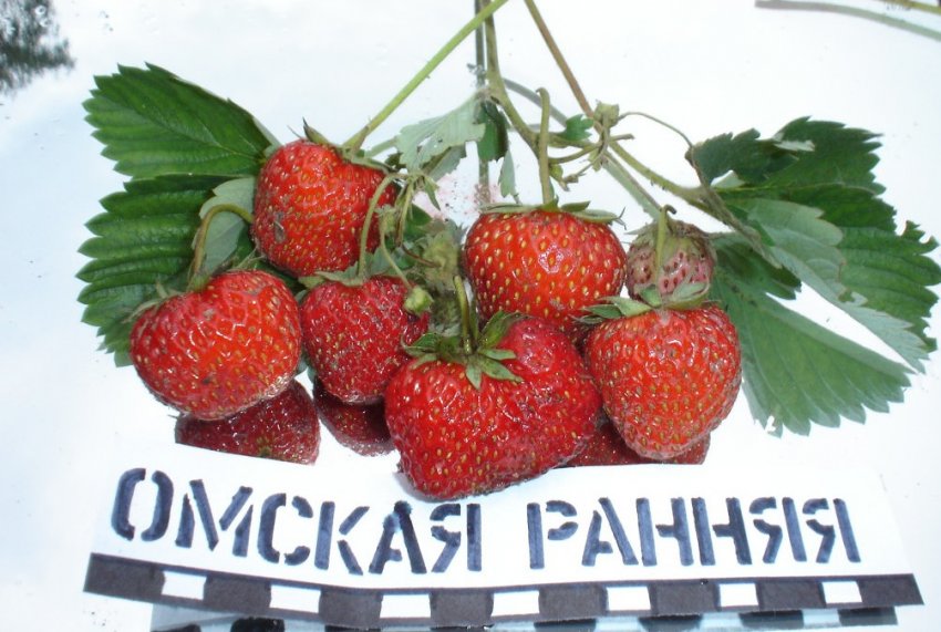 Полуниця Омська рання