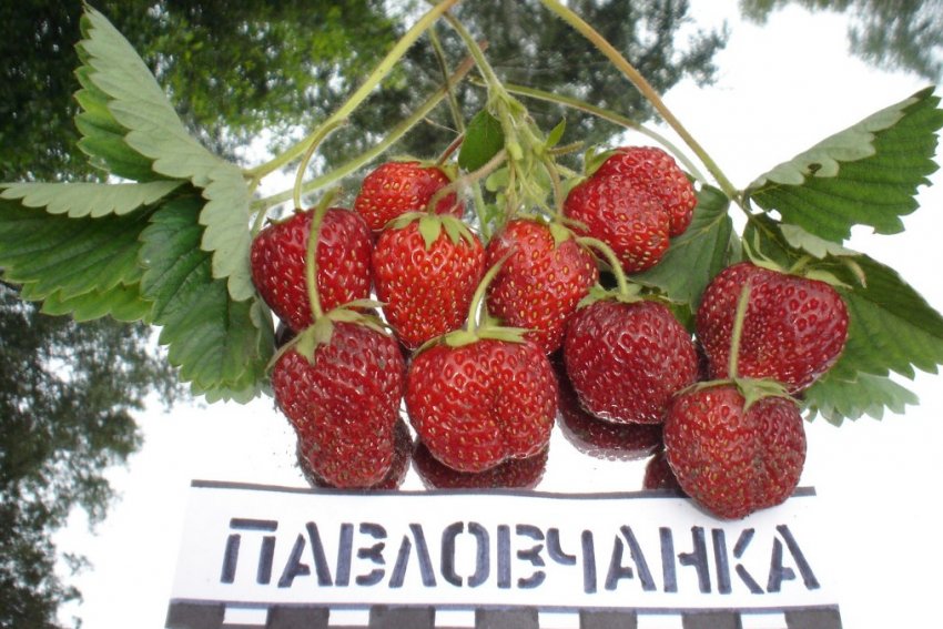 Полуниця Павловчанка