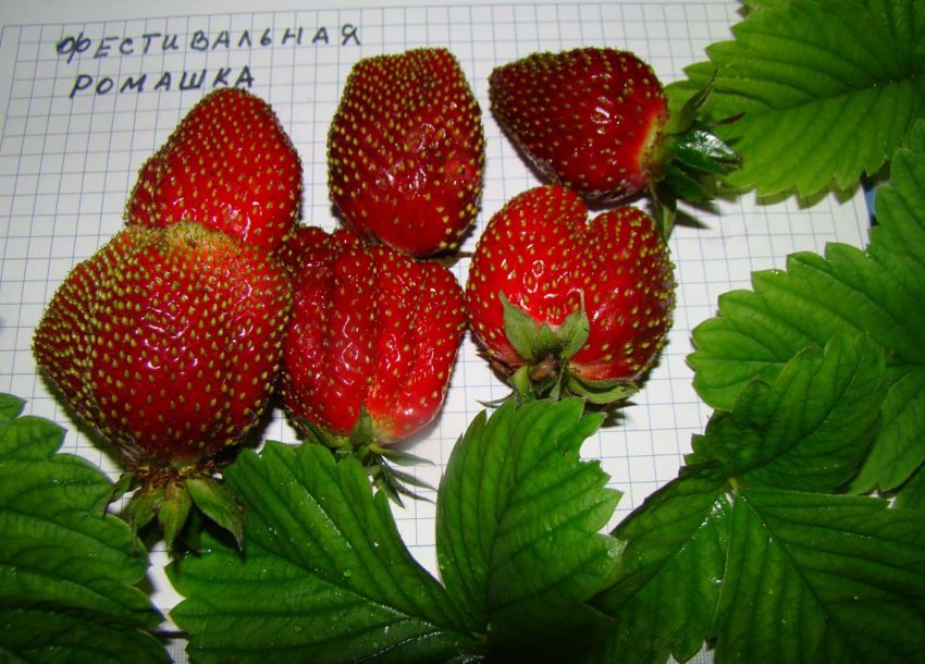 Полуниця Фестивальна Ромашка