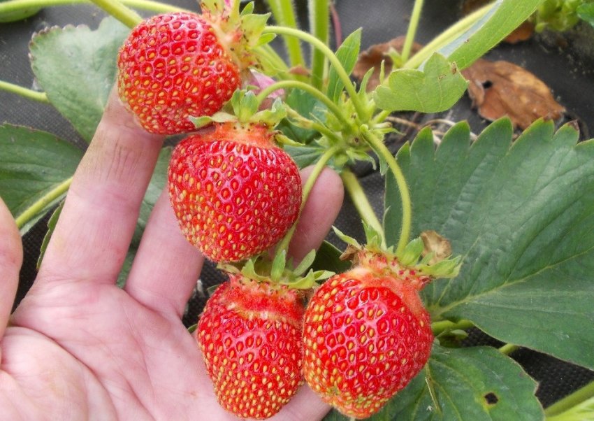 Полуниця Юнія Смайдс