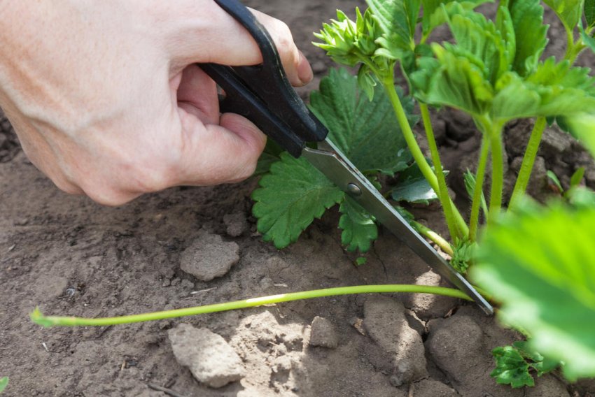 Видалення вусів полуниці