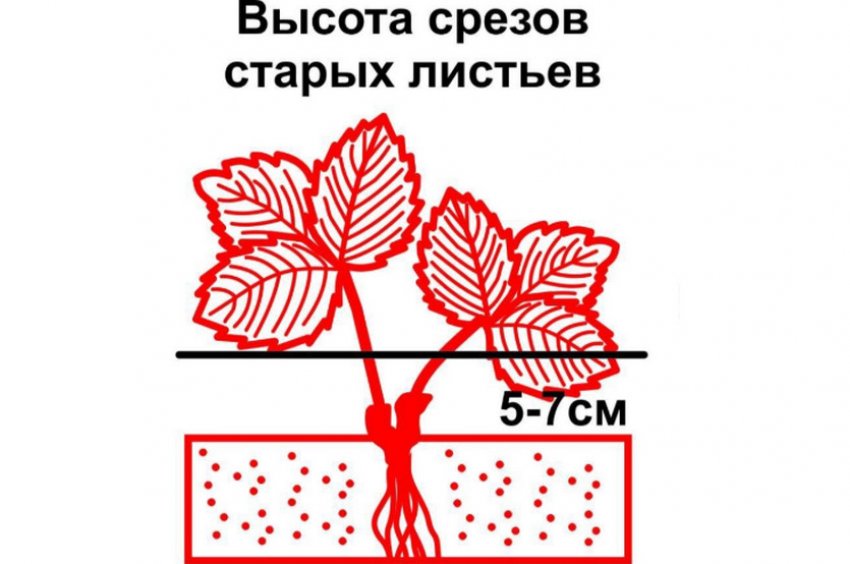 Схема обрезки листьев клубники