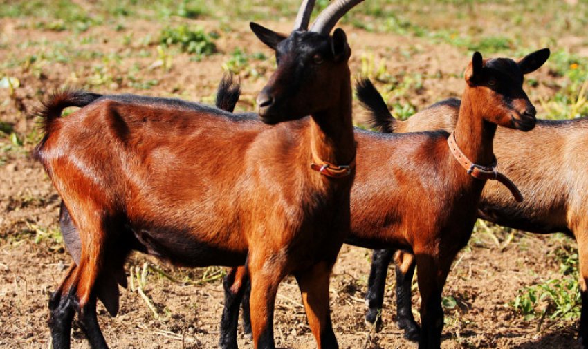 Чеські бурі кози Чеські бурі кози
