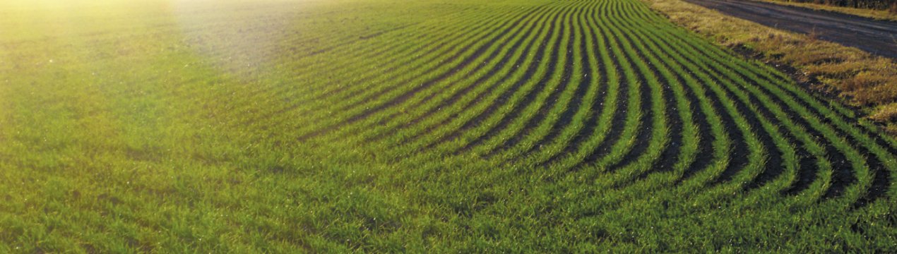 Рейдери будують багатоповерхівку на особливо цінних землях НААН