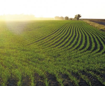 Рейдери будують багатоповерхівку на особливо цінних землях НААН