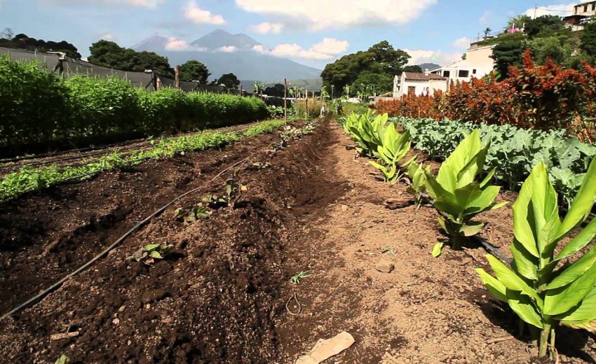 Рейдери будують багатоповерхівку на особливо цінних землях НААН