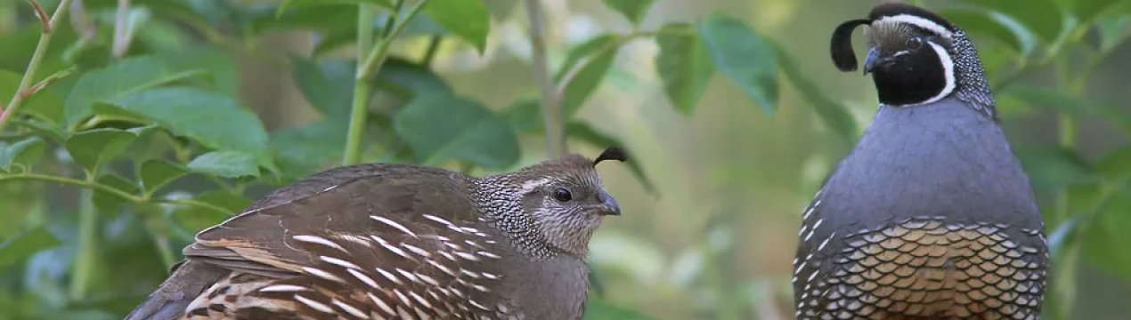 Як відрізнити самця перепелиці від самки