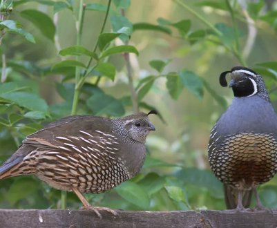 Як відрізнити самця перепелиці від самки