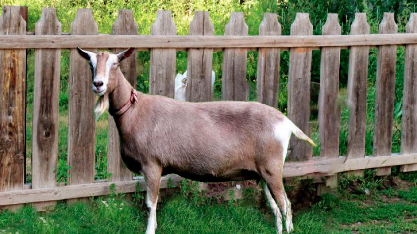 Сколько живут козы в домашних условиях