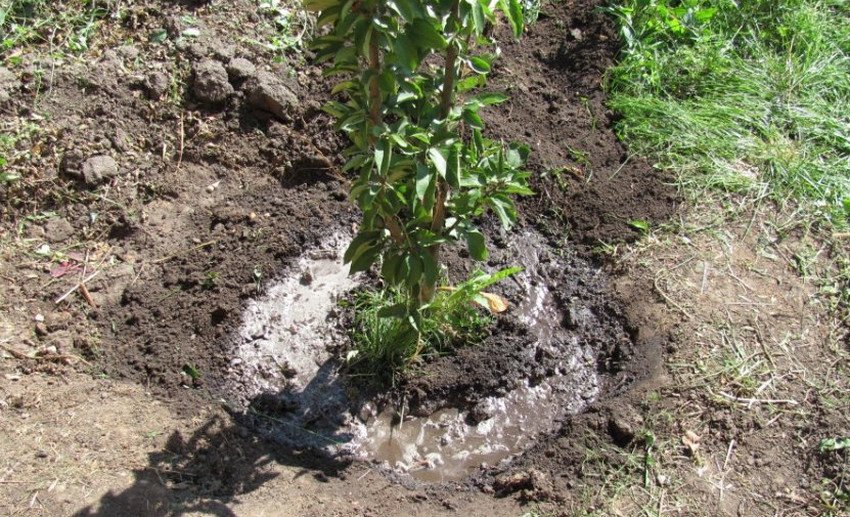 Полив абрикоса