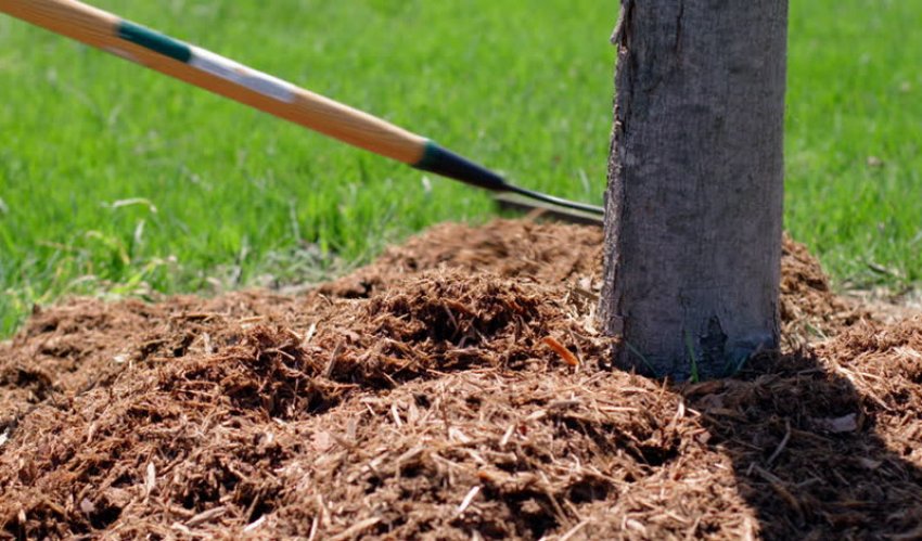 Мульчування