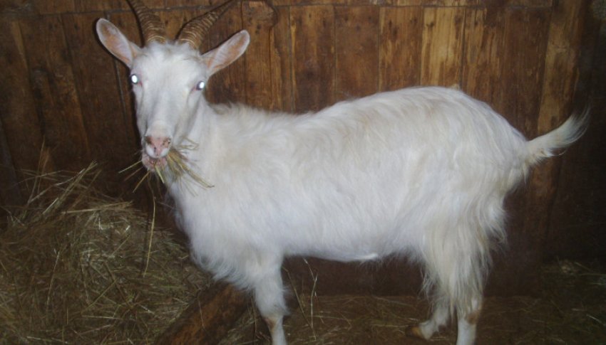 Мегрельська коза Мегрельська коза