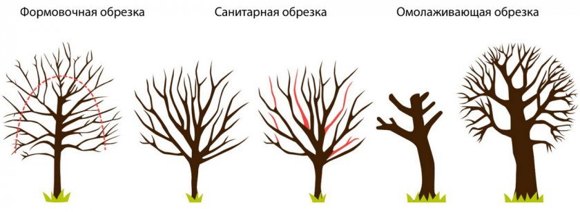 Виды обрезки Виды обрезки