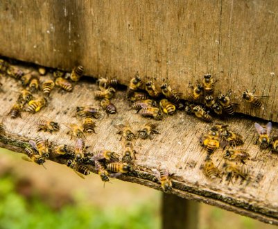 Особливості обробки бджіл щавлевої кислотою