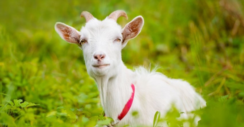 Горьківська коза Горьківська коза