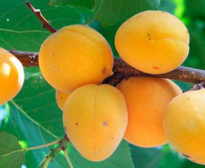 Характеристика та особливості абрикоса сорту Орловчанин