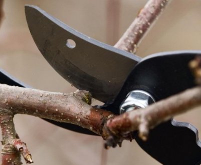 Як правильно обрізати старий абрикос?