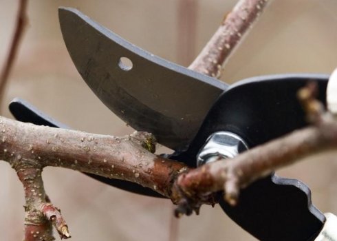 Як правильно обрізати старий абрикос?