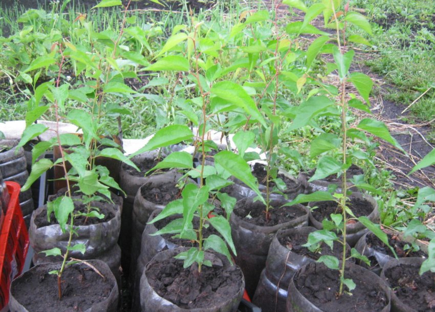 Саджанці абрикоса