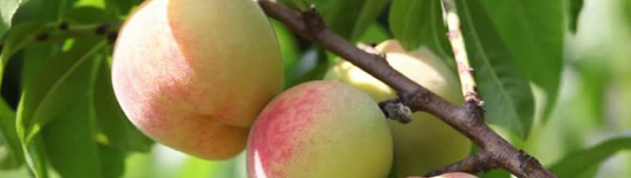 Особливості сорти персика Гринсборо
