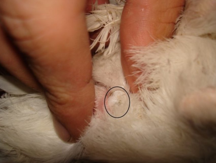 Статеві ознаки самця перепілки