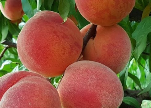 Догляд за персиком восени і підготовка дерева до зими