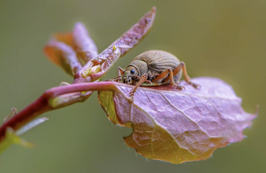 Довгоносик