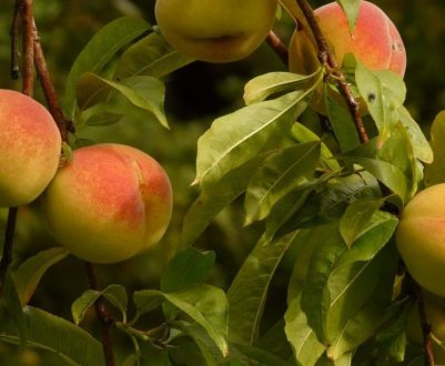 Особливості вирощування персика сорту Донський морозостійкий