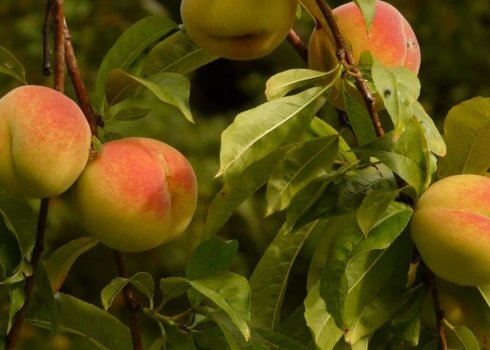 Особливості вирощування персика сорту Донський морозостійкий