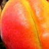 Описание сорта абрикоса Черный принц и его характеристики вкусовые качества и агротехника