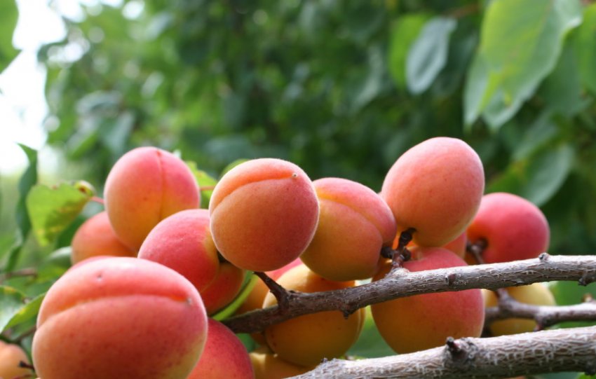 Абрикос Син Краснощок