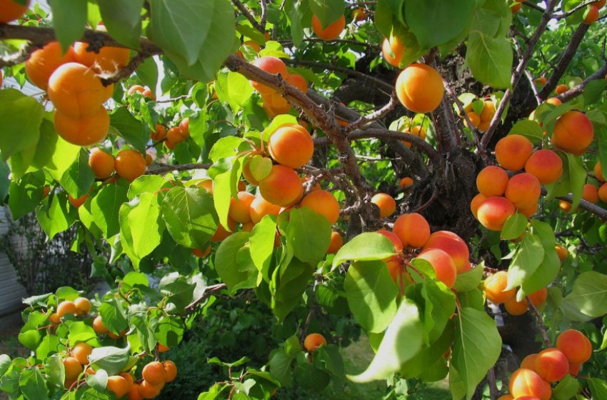 Абрикос Син Краснощок