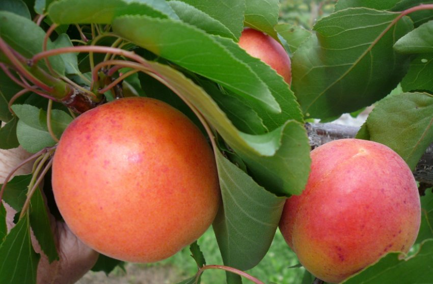 Абрикос Син Краснощок