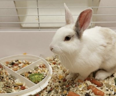 Які вітаміни давати кроликам