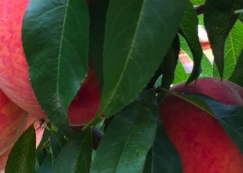 Сорт персика Посол миру: ботанічний опис і характеристика сорту