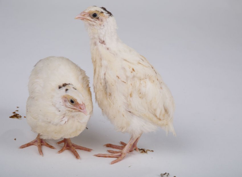 Техаські перепела