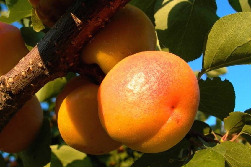 Абрикос Фаворит Абрикос Фаворит