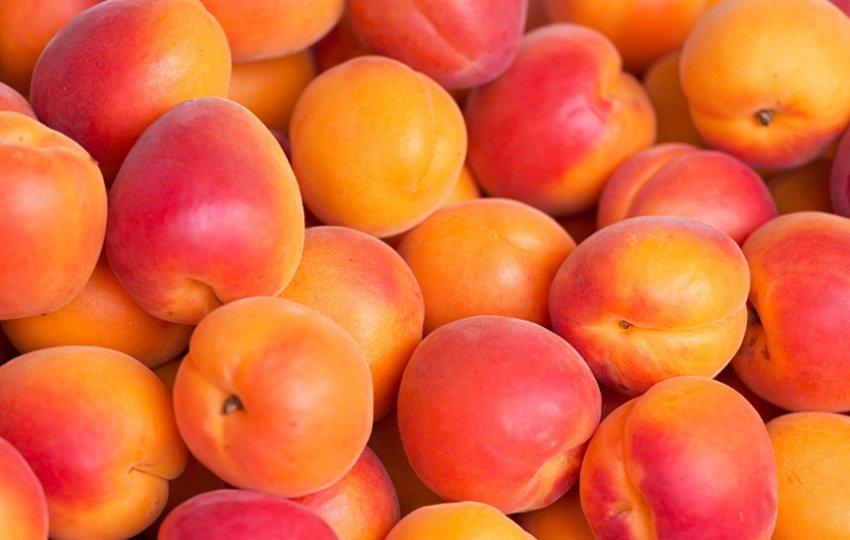 Абрикос Фаворит Абрикос Фаворит