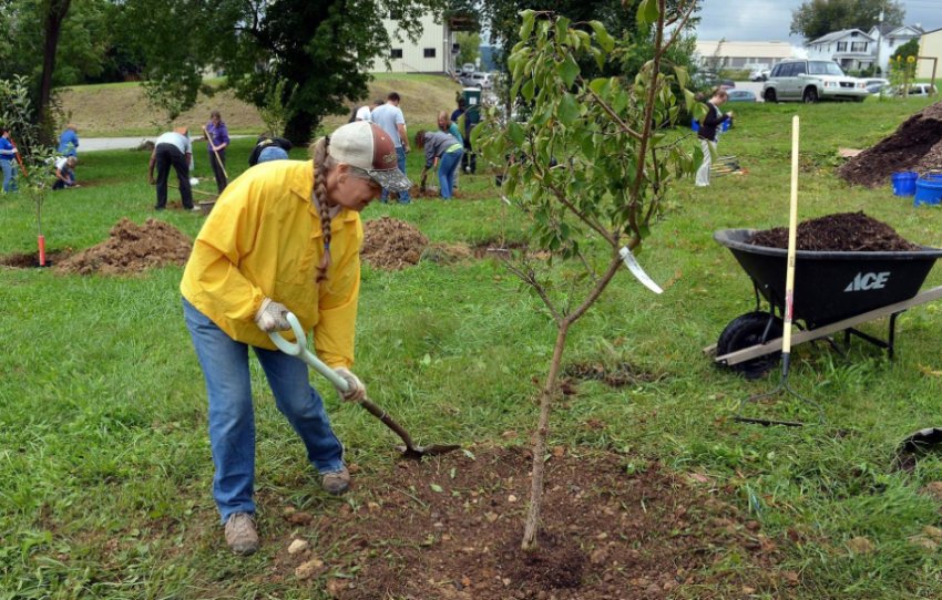 Посадка абрикоса Посадка абрикоса