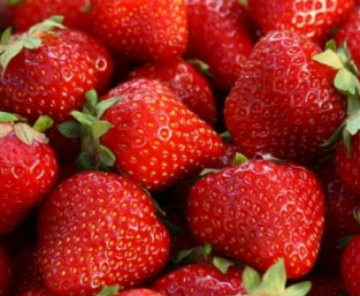 Полуниця в теплиці: посадка і догляд