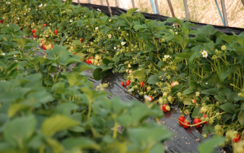Вирощування полуниці в теплиці