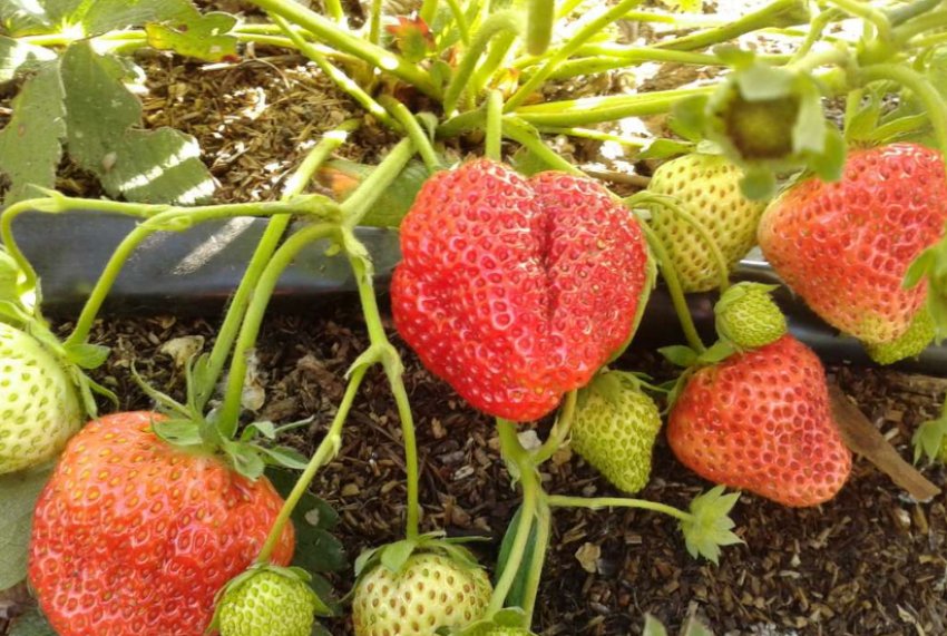 Королева Єлизавета